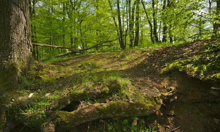 Svrčov