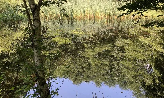 Jezeřské arboretum