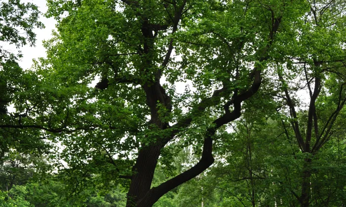 Jezeřské arboretum