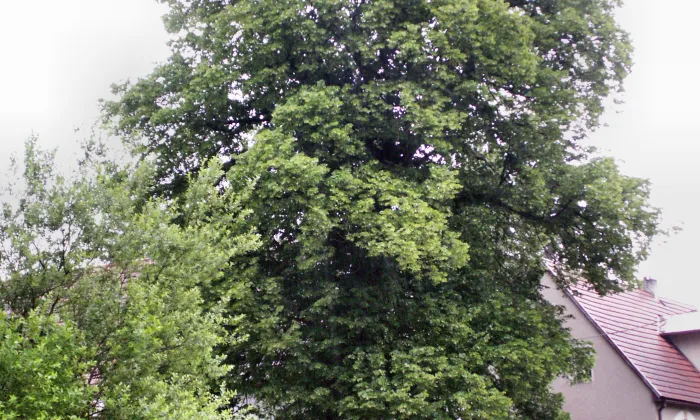 Kostel svatého Michaela archanděla (Vernéřovice)
