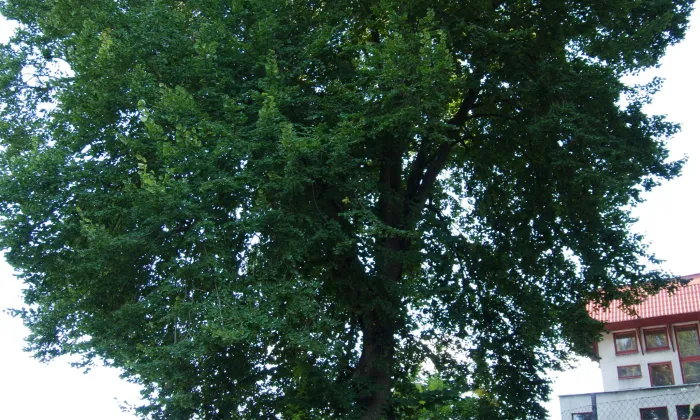 Husův sbor v Úpici