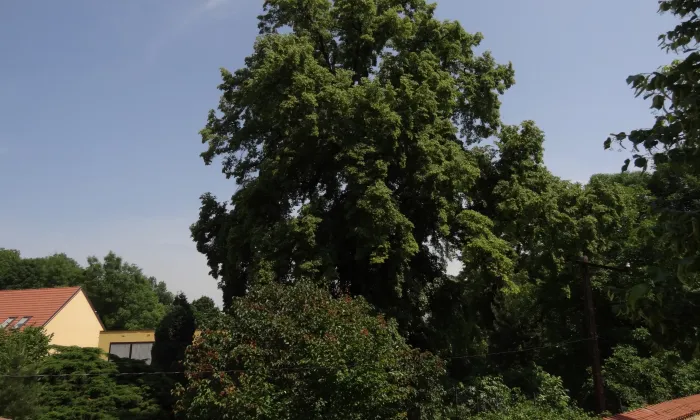 Kostel Povýšení svatého Kříže (Vinoř)