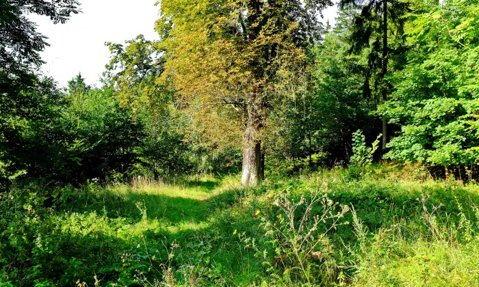 Kostel svaté Voršily (Kynšperk nad Ohří)