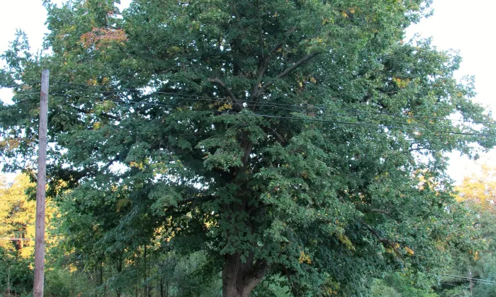Kostel svatého Jana Křtitele (Paštiky)