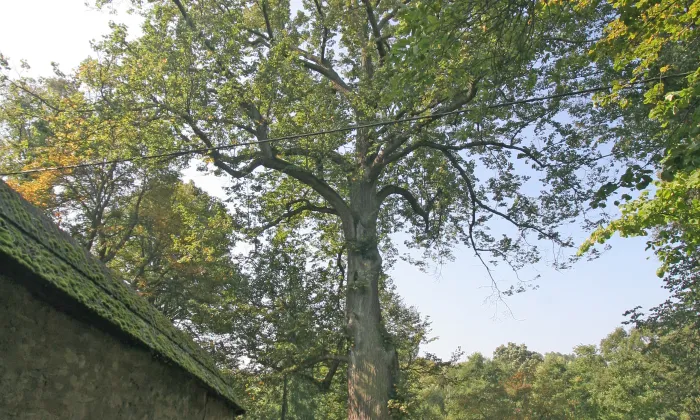Kostel svatého Jana Křtitele (Horní Žďár)