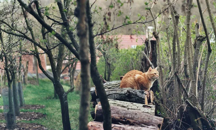 kaple svaté Barbory (Klobouky u Brna)