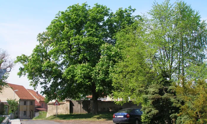 kostel svatého Bartoloměje (Černouček)