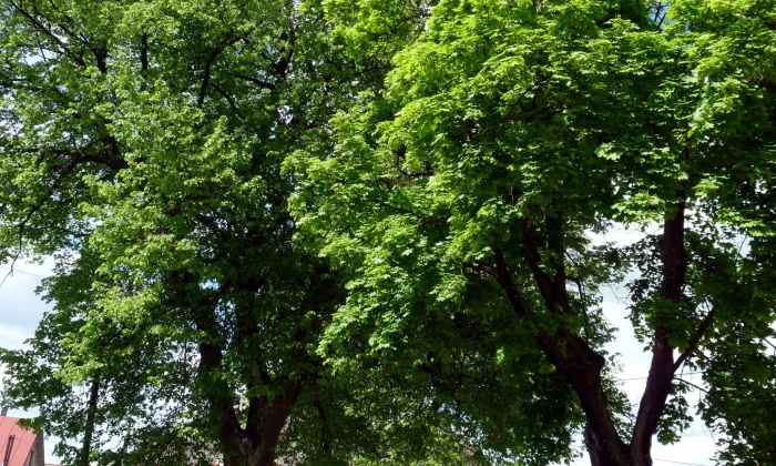 kostel svatého Michala (Žižkovo Pole)