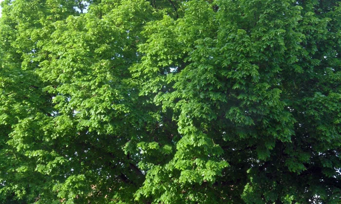 pohřební kaple Auerspergů ve Vlašimi