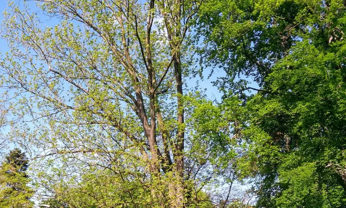 Americký park