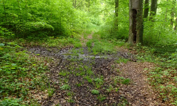 zámecký park ve Vrchotových Janovicích