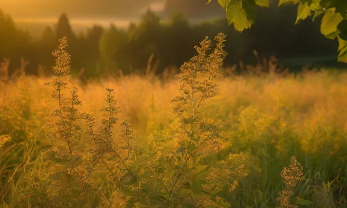 Hradiště Libice nad Cidlinou – summer