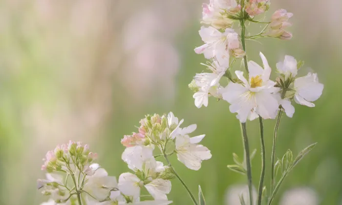 kostel Nanebevzetí Panny Marie (Dubné) – spring