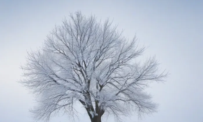 Kostel svaté Kateřiny (Vrbice) – winter