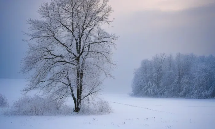 Pihel – winter