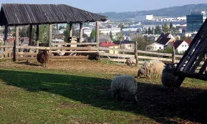 Altamira Kosmonosy