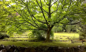 Arboretum ČZU v Kostelci nad Černými lesy