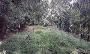 Šternek